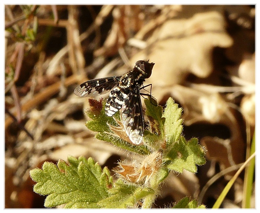 Exoprosopa jacchus (Bombyliidae) dalle Madonie